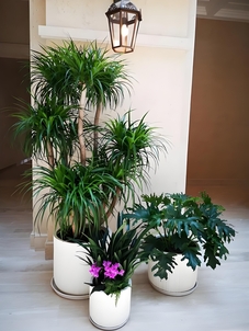 余姚花木租赁价格实惠